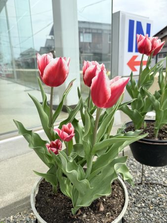 チューリップ