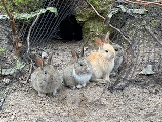 うさぎ